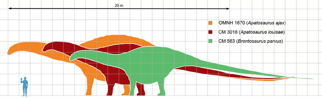 Scale chart comparing the sizes of the major species/specimens of the sauropod dinosaur Apatosaurus with Brontosaurus and a human