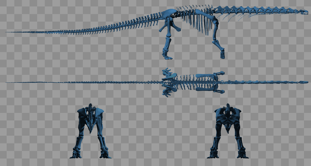 Skeletal reconstruction of Argentinosaurus as found by the study by Sellers et al.