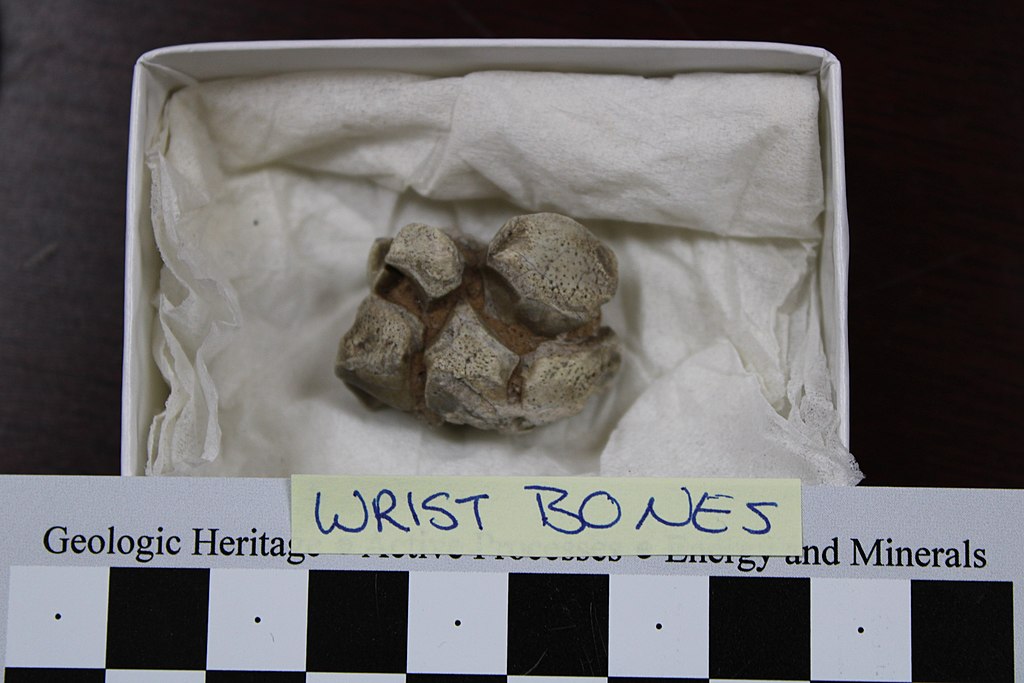 Articulated wrist bones