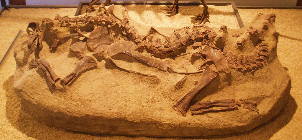Baby diplodocid