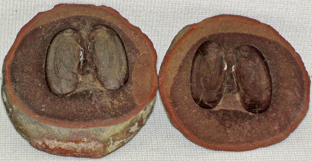 bivalve in concretion