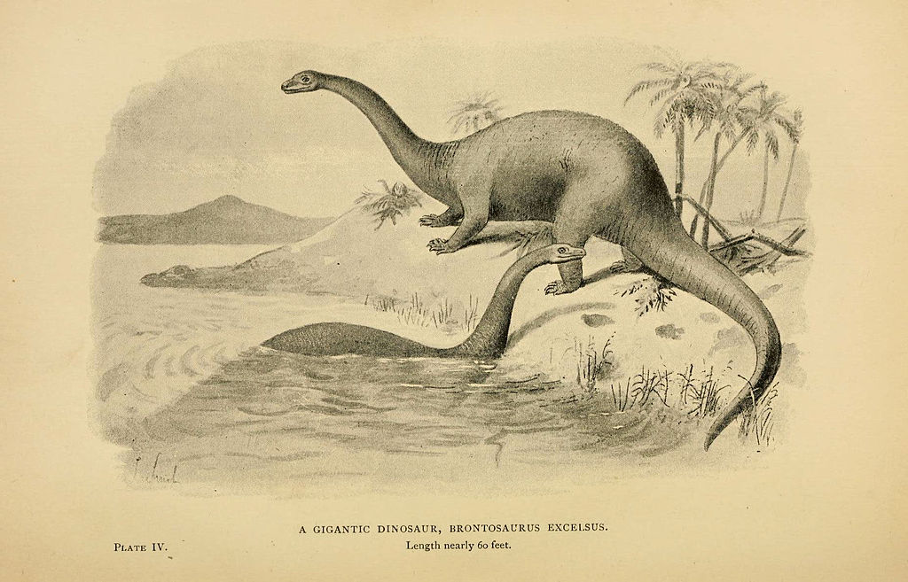 Brontosaurus Excelsus