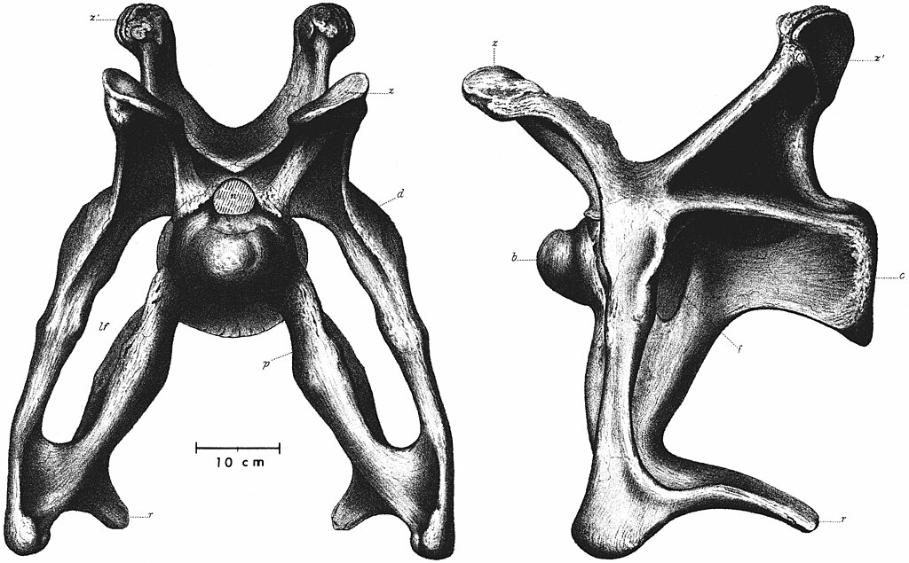 The eighth cervical vertebra of B. excelsus as figured in Marsh (1881)
