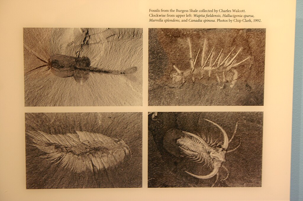 Burgess Shale Fossils