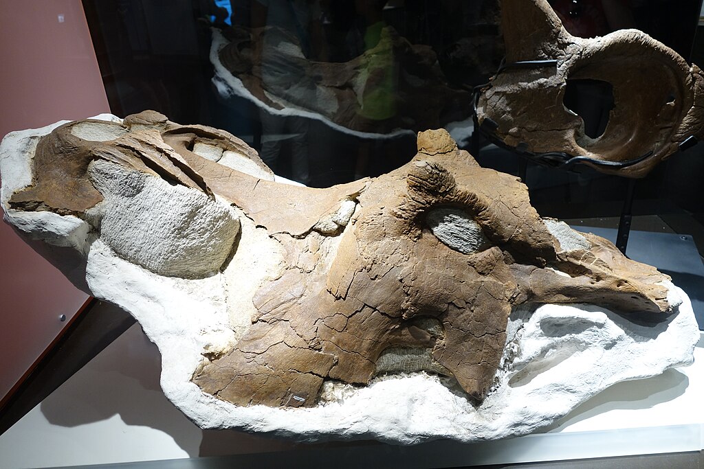 Centrosaurus apertus skull Royal Tyrrell