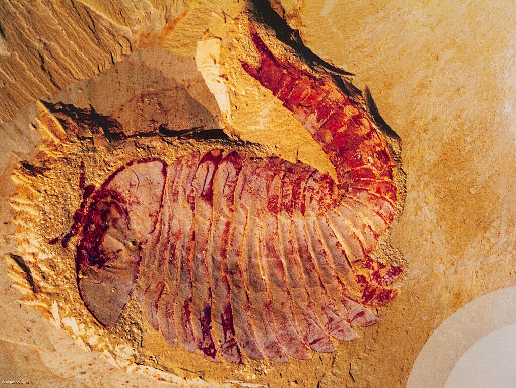 The Chengjiang fossils provide the most comprehensive record of an early Cambrian marine community