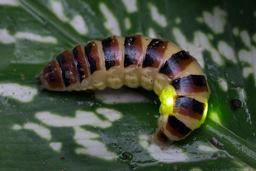 bioluminescent beetle Elateroidea.