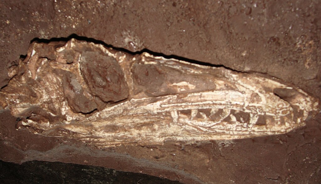 Coelophysis