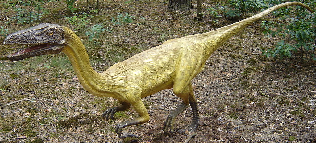 Coelophysis bauri
