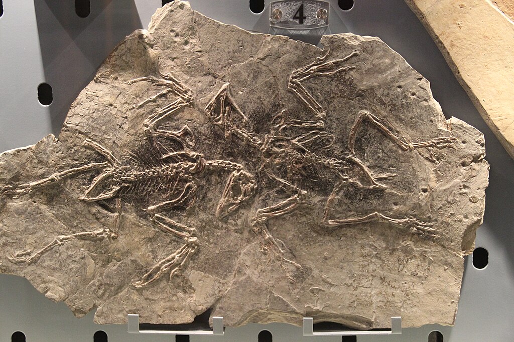 Confuciusornis