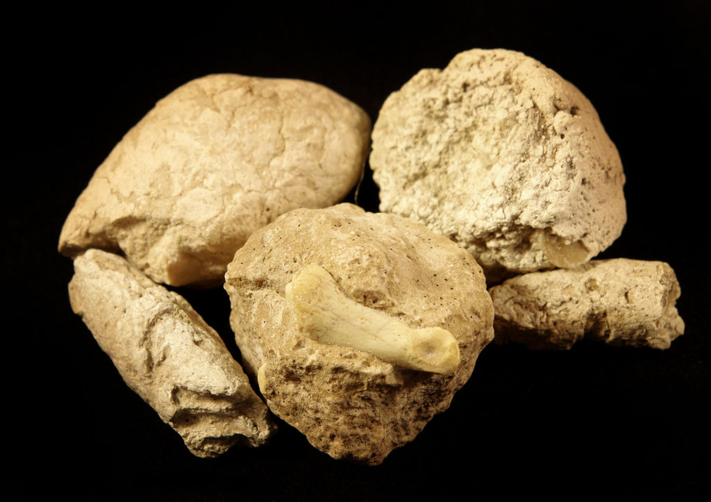 Later research showed that some fossils once labeled *Paleoscolex* were actually coprolites—fossilized poop, not ancient creatures!