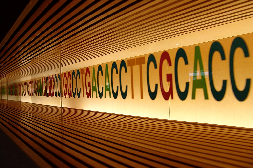 DNA sequence