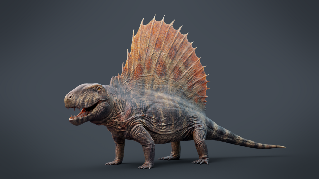 A reconstruction of the permian synapsid Dimetrodon grandis