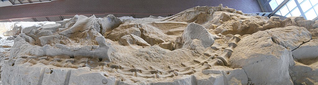 Camarasaurus skeleton on the Quarry face of Dinosaur National Monument