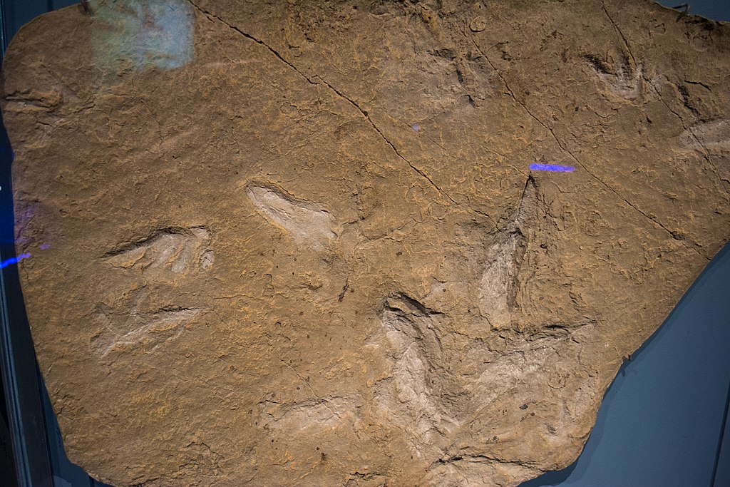 Dinosaur and pterosaur tracks