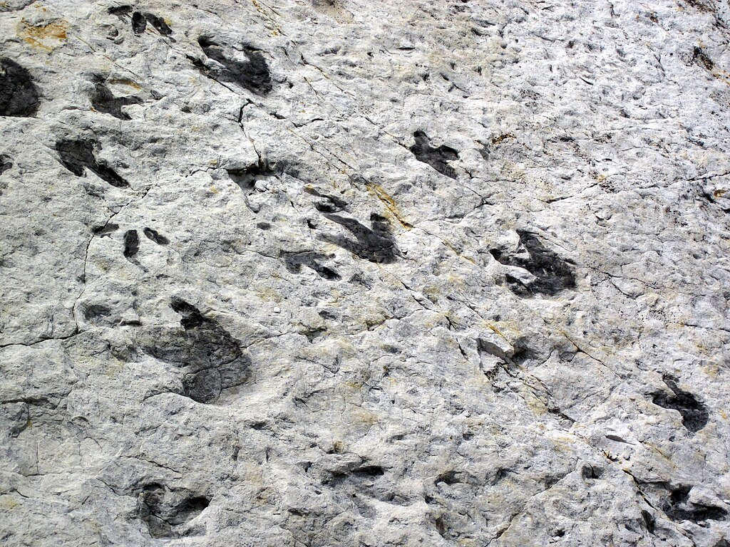 Dinosaur footprints