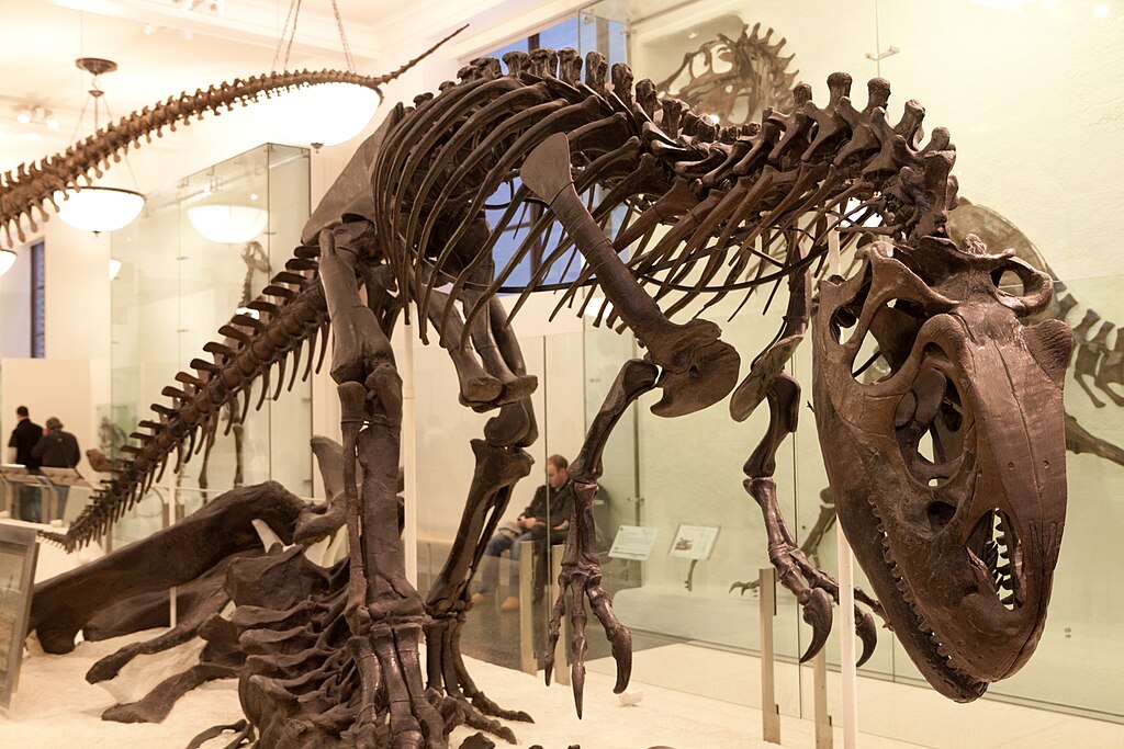 Dinosaur fossil on display in the American Museum of Natural History