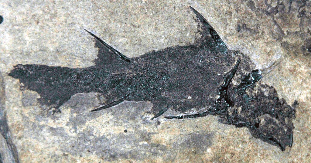 Diplacanthus striatus fossil fish