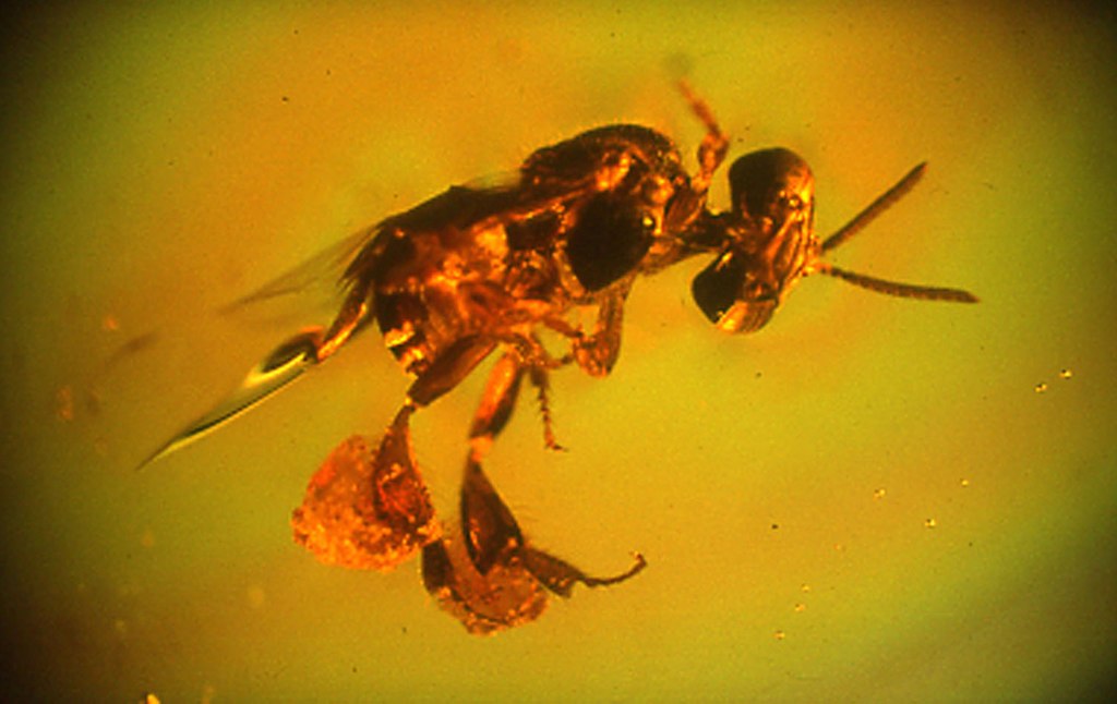 Dominican Republic 20 million years old amber - Amber dombee