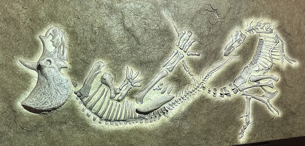 Dueling Dinosaurs Reconstruction