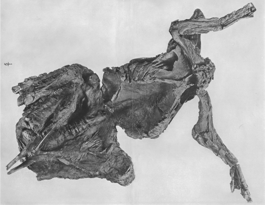 Edmontosaurus annectens mummy