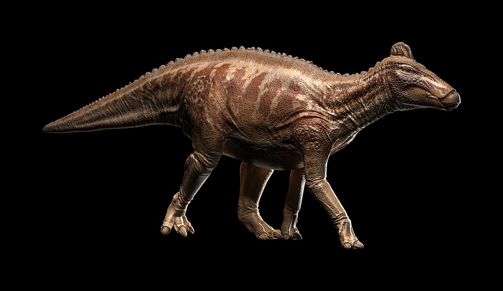 Edmontosaurus reconstruction