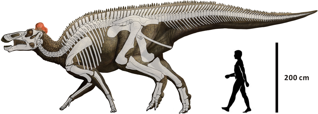 Reconstruction of Edmontosaurus regalis