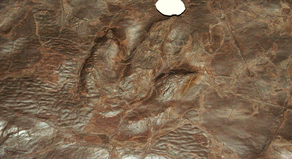Eubrontes theropod dinosaur track