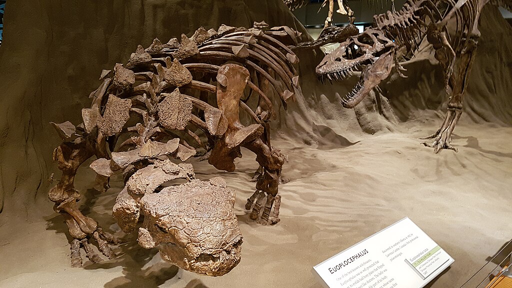 Frozen in time — exceptional Euoplocephalus fossils offer rare glimpses into ankylosaur physiology and biology! 