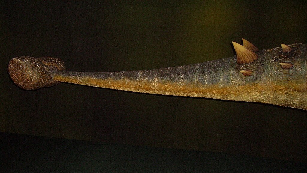 Euoplocephalus tail club Animatronics model