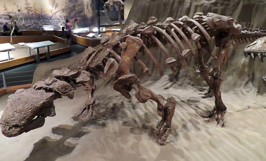 Euoplocephalus tutus - Royal Tyrrell Museum