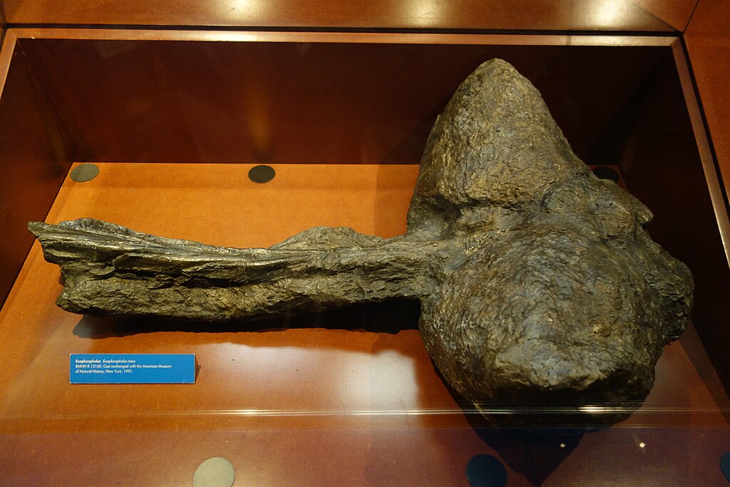Euoplocephalus tutus, cast exchanged with American Museum of Natural History