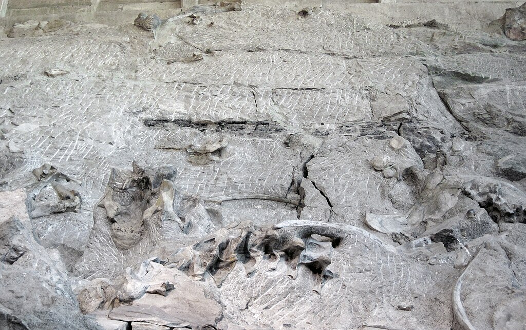Fossil log & dinosaur bones