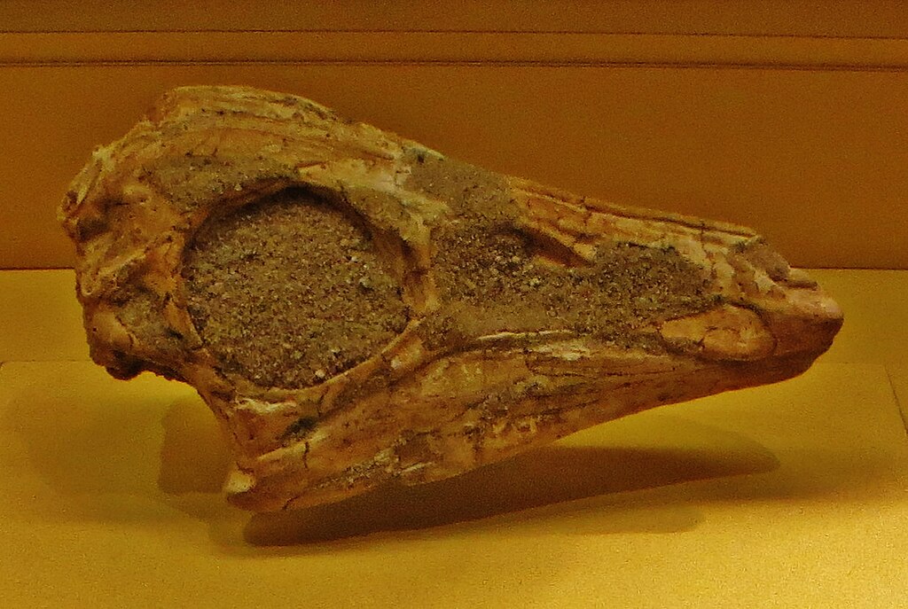 Gallimimus skull