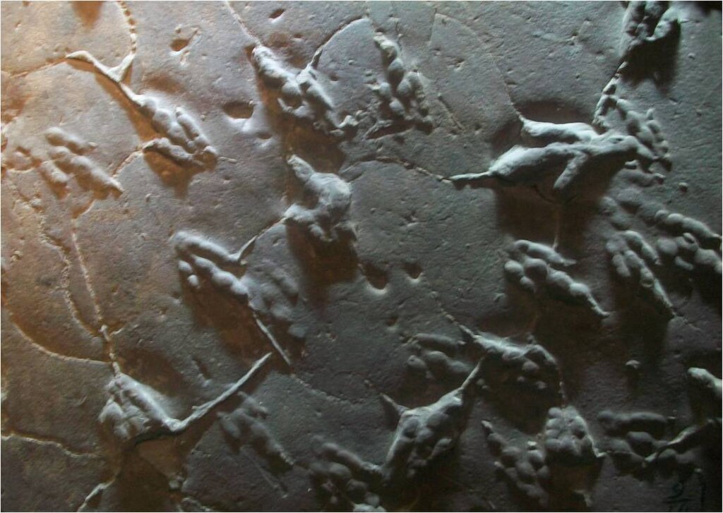Grallator footprints