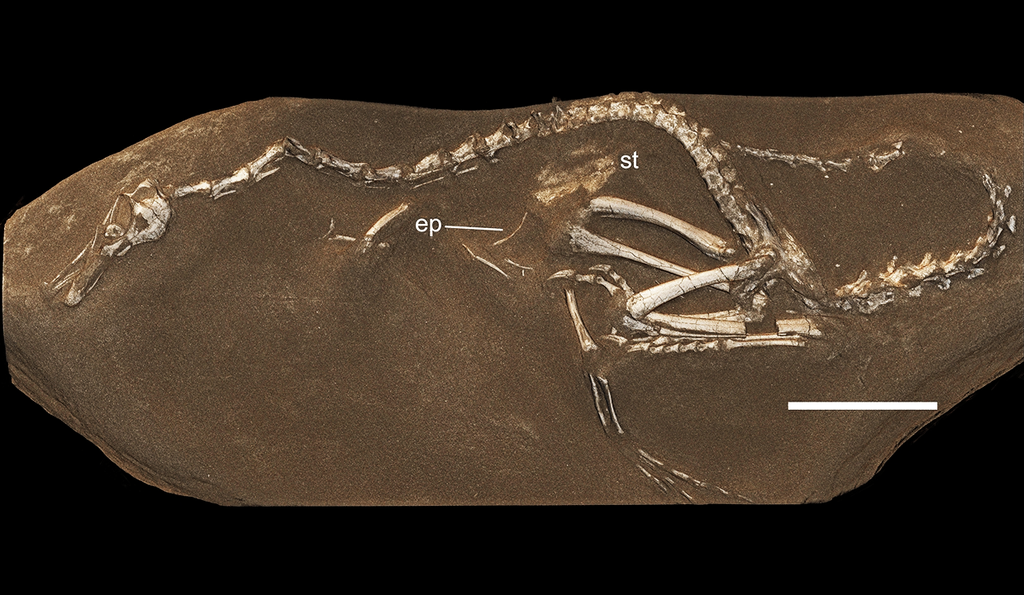 Halszkaraptor