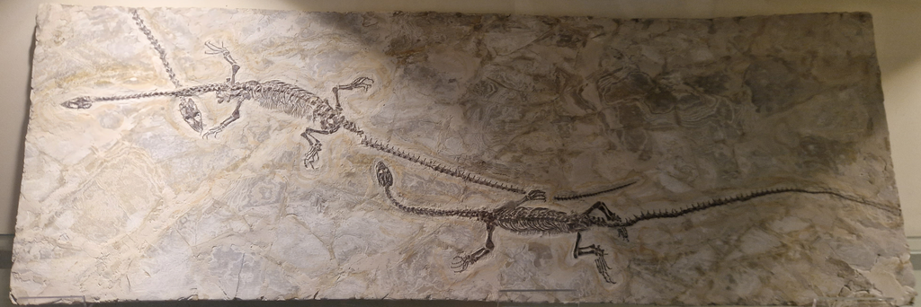 Hyphalosaurus lingyuanensis-Liaoning, China - Napoli Paleontological Museum