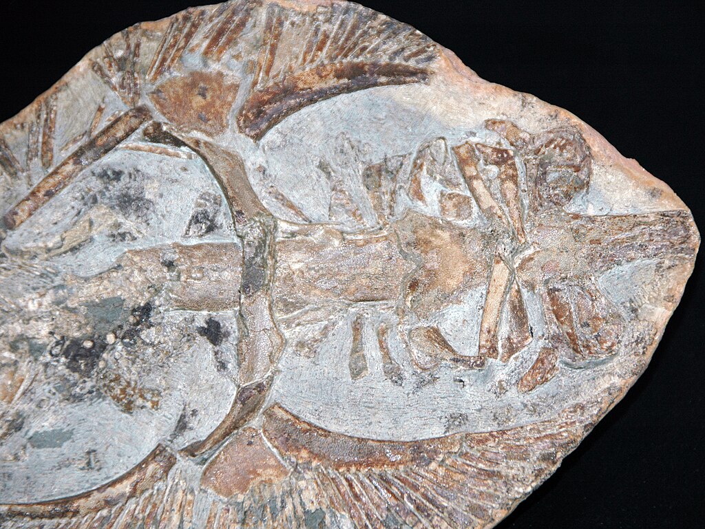 Limestone nodules from the Santana Formation lock in stunning marine fossils—like this cartilaginous ray skeleton, missing only its snout, tail, and wing fins that once reached beyond the rock’s edge.