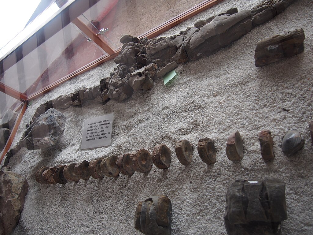 Ichthyosaur fossil in Villa de Leyva