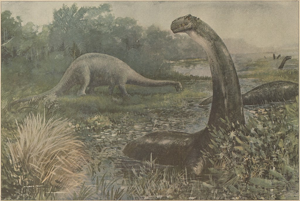 Illustration of the Brontosaurus by Charles R. Knight