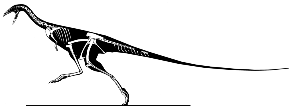Skeletal reconstruction of Limusaurus inextricabilis