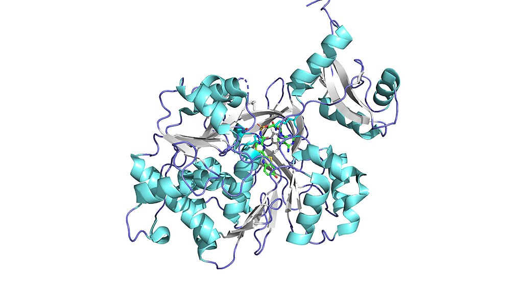 Structure of luciferase in second catalytic conformation bound to DLSA