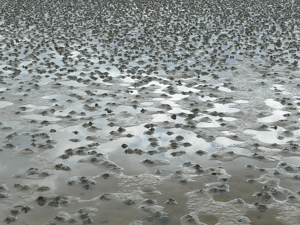 Lugworm casts on Gullmarsviken mudflats