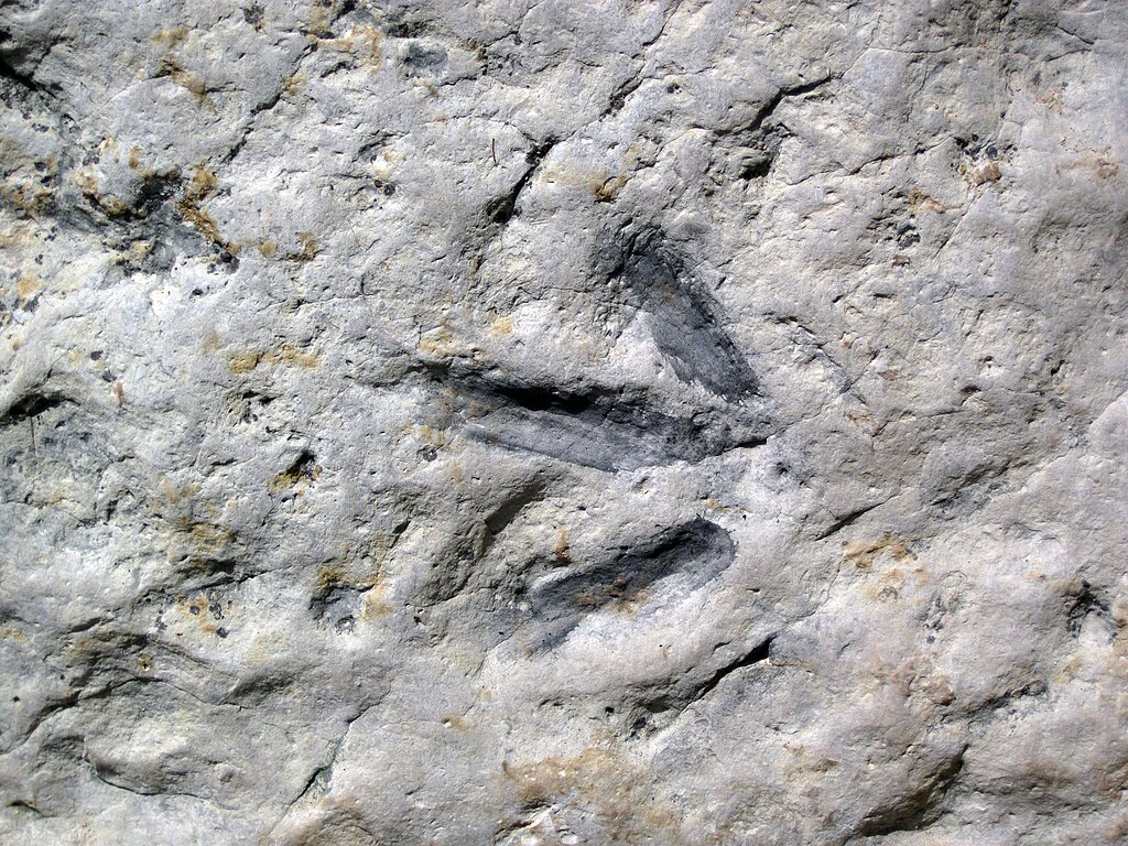 dinosaur track