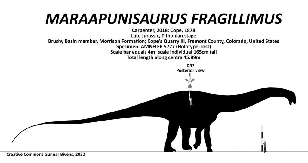 Maraapunisaurus fragillimus Skeletal