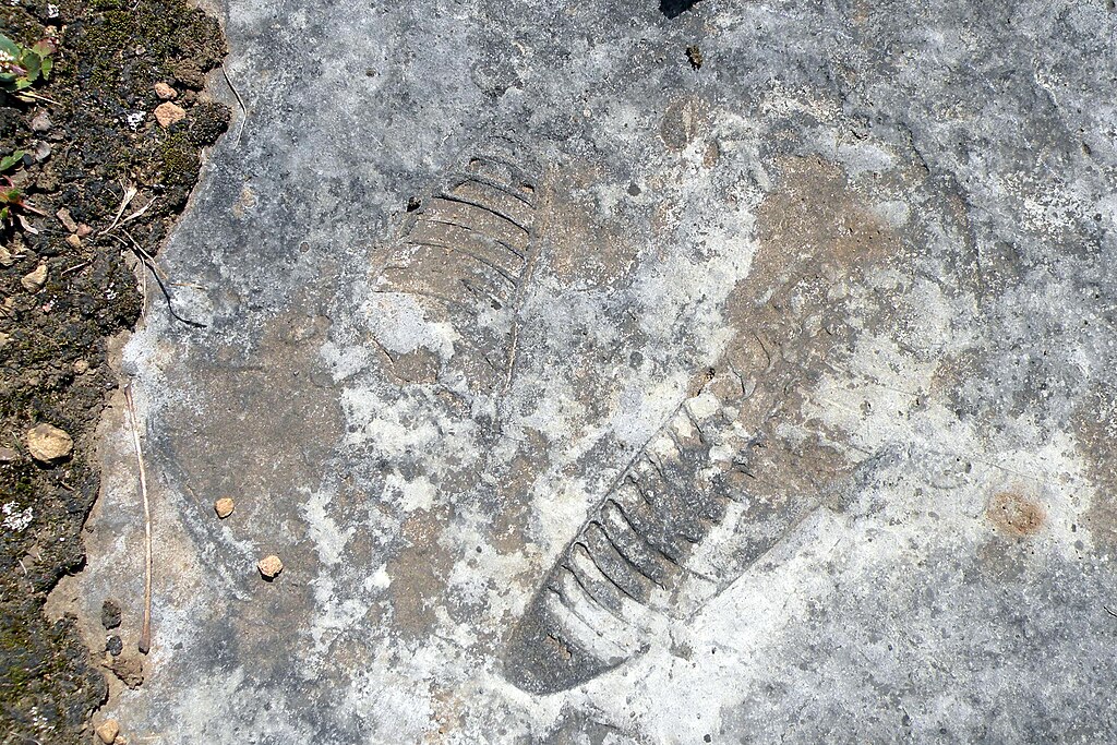 Marine fossils in limestone, Chaumont, NY