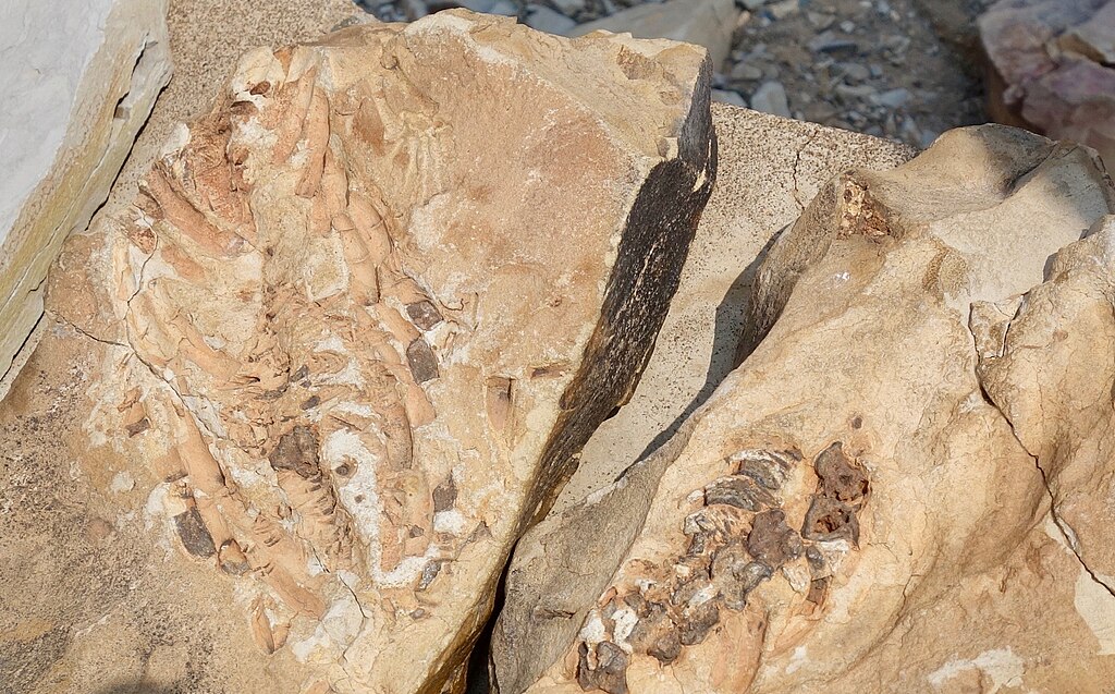 Mesosaurus Fossils