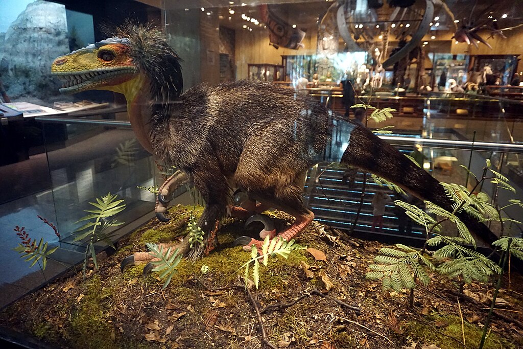 A feathered Dromaeosaur in the Exploring Life on Earth exhibit