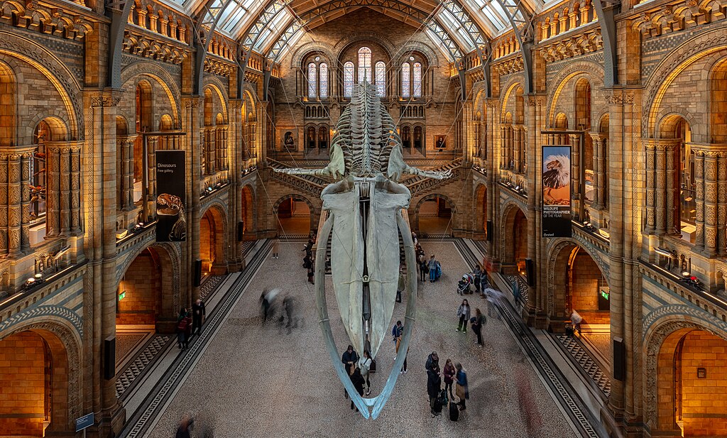 Blue whale skeleton at the Central Hall of the Natural History Museum, London, England