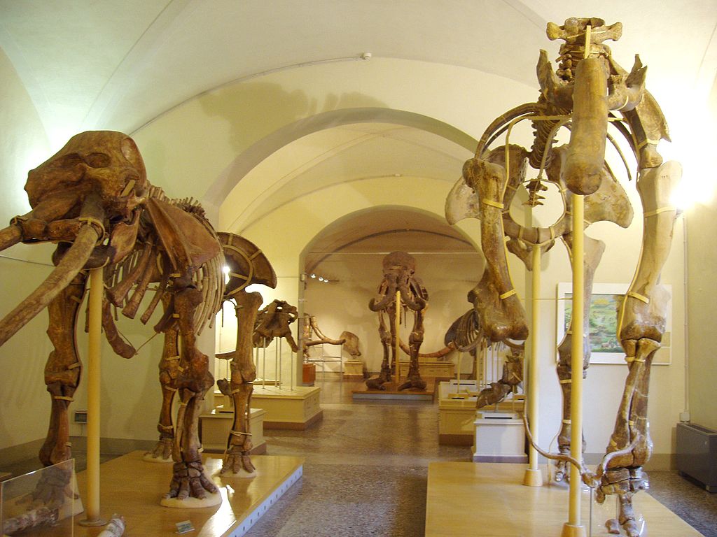 Museo di Storia Naturale di Firenze